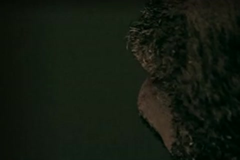 Monogamy Is What I desire