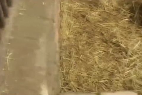 kinky BB Farmtwinks II