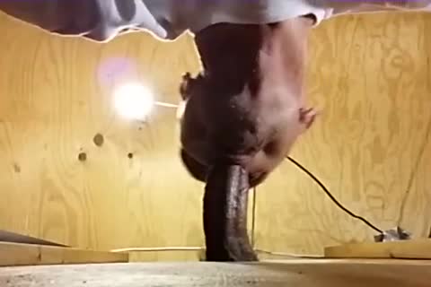 Me engulfing Off A juicy Venezuelan dude I've Had My Eyes On For A long Time! Per A Fan's Recent  Request I Show Off his sex sperm In My throat previous to Gulping It Down.
What A ramrod! What A Load! And So Fuckin' dirty! I Hope I get more Loads Fr